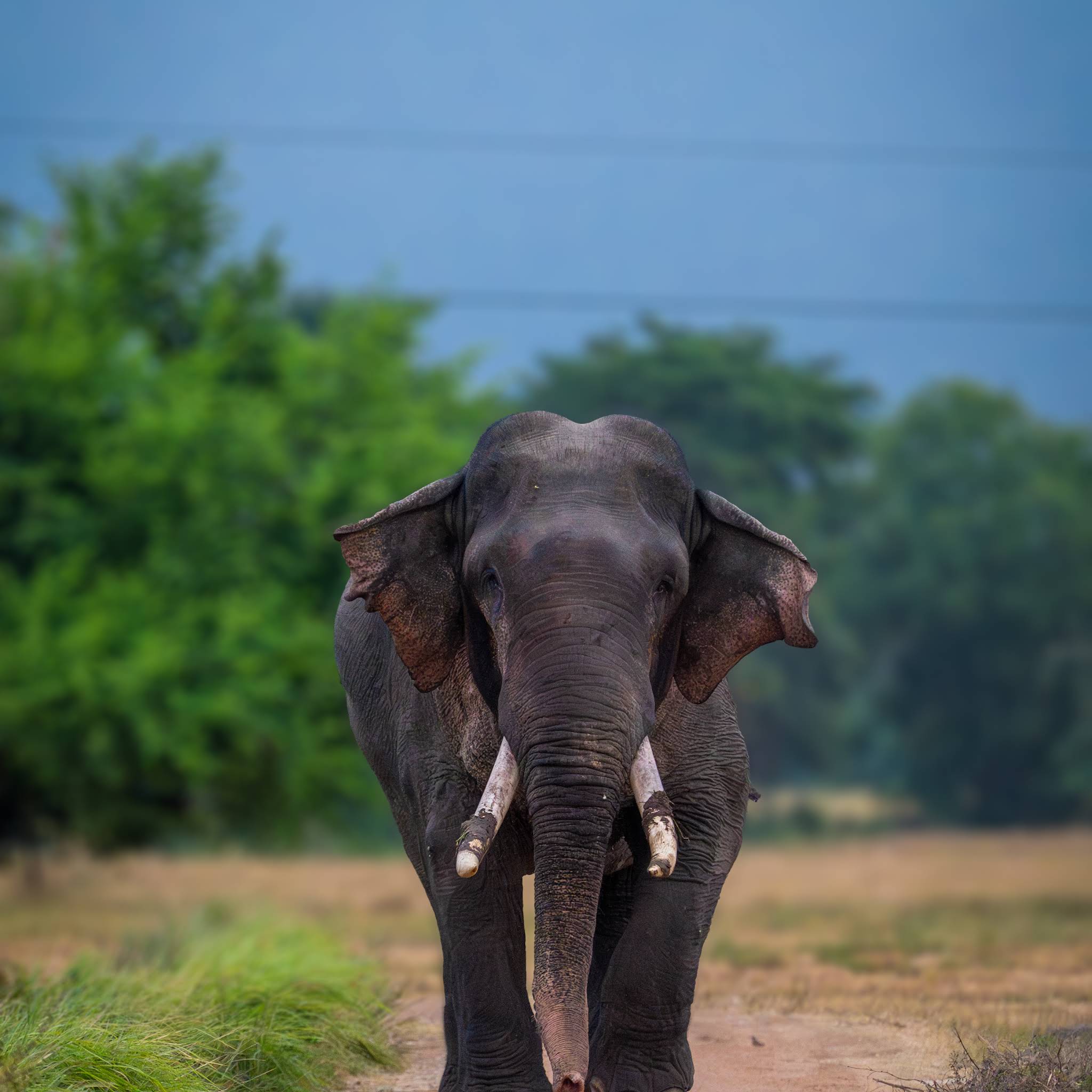 Post from Ceylon wild trails