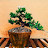 +BONSAI