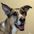 At7qGJuLLtE-channel-avatar-The Dog Mom Diaries: Casey’s Dog World 