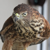 accipiter hawking