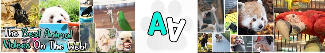 Animal Antics YouTube channel avatar