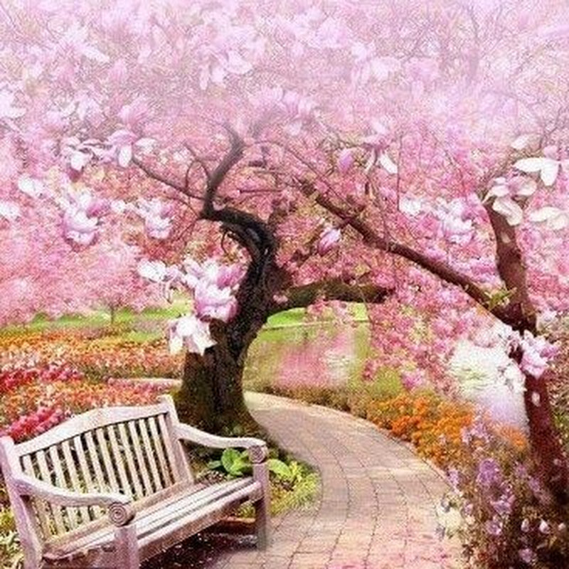 Imagens incríveis Shorts