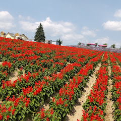 KK趣味ちゃんねるアイコン画像