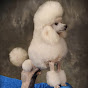 Abounding Poodles logo