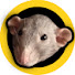 bjUda0tqI_I-channel-avatar-Tropical Rat Essays
