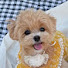 DvaTwlHs4og-channel-avatar-아리앓이 Maltipoo Ari