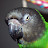 Niko the Senegal Parrot