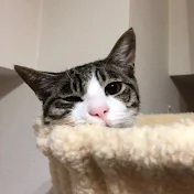 ハナチャンネル