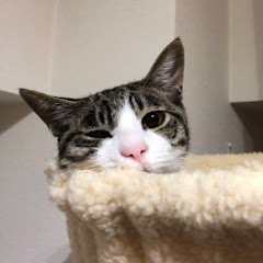 ハナチャンネル