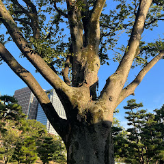 世界樹🌳限界同人女アイコン画像
