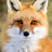 Pretty Fox 🦊