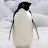 Наглый пингвин