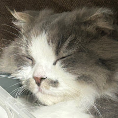 小狼ーしゃおらんー