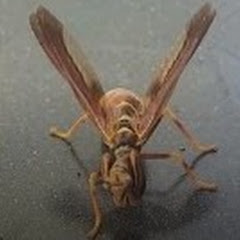 Thumbnail of related channel
