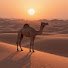 gcO5Sot-ylc-channel-avatar-Camel adventure hub