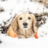OScllwTlgNo-channel-avatar-Bread Gundog