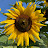 @sonshinesunflower