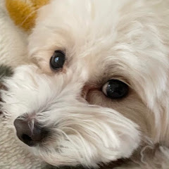 🐾犬神のエル🐾