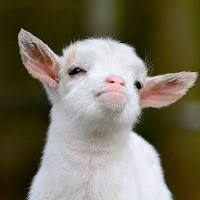 KBro profile image