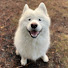6wtObwKlHQw-channel-avatar-Theo The Sammy