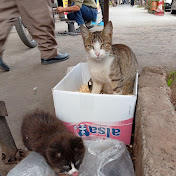 The Feeding Stray Cats