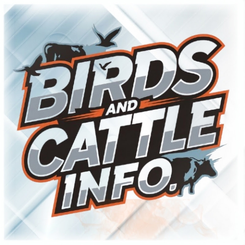 Birds And Cattle Info