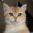 PSW55hlKGZA-channel-avatar-Choya Purr ASMR