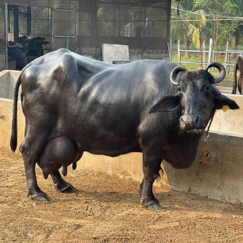 Dashmesh Dairy  icon