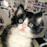 8TyVN9wpGjY-channel-avatar-Lucky Kitten
