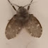 wF4c4OP3liY-channel-avatar-Roblox Moth Guy
