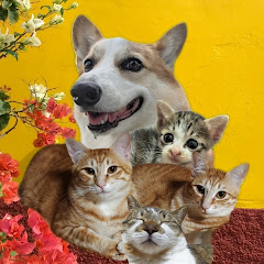 めるとたろじろはな日和