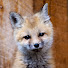 Gk4juHObq0Y-channel-avatar-Focused On Nature