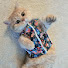 oM6d-whiRrM-channel-avatar-Happy Tails and Humor