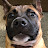 @AdoptAPitbull