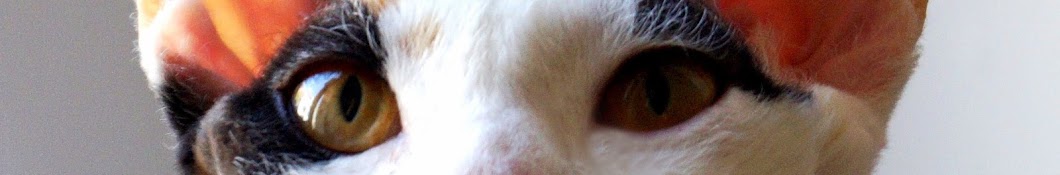 Devon Rex Cattery ইউটিউব চ্যানেল অ্যাভাটার