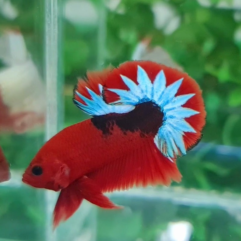 Thanh Hải Betta Farm
