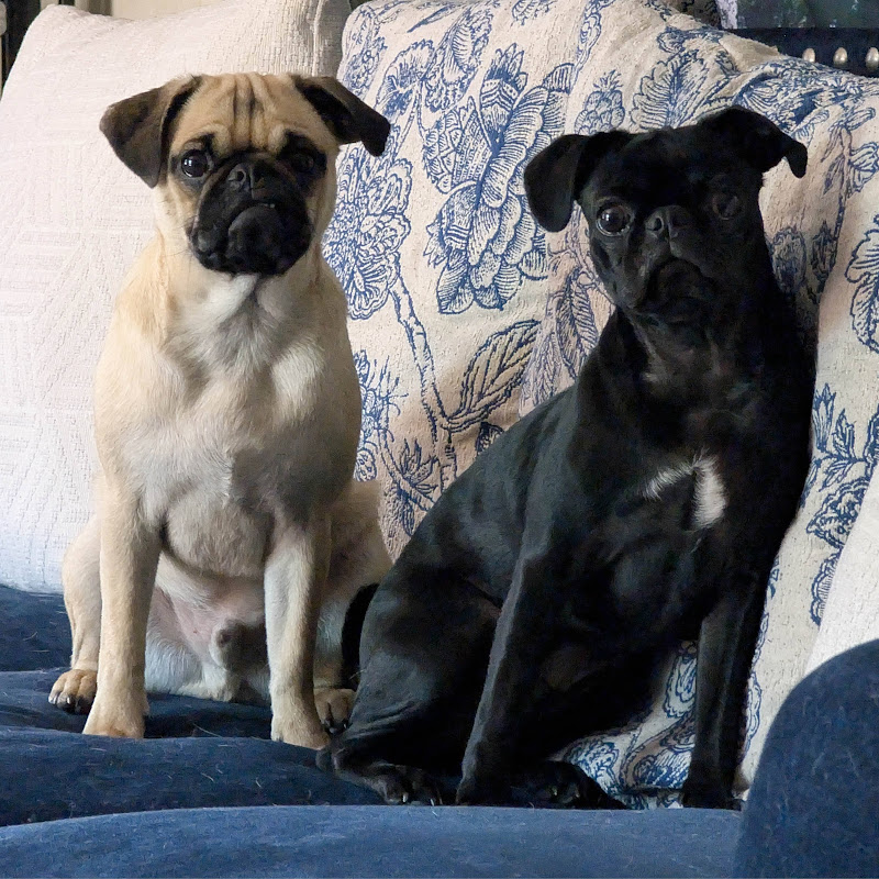 PugsOfAsgard
