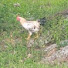 KCmN0qDPw98-channel-avatar-TheGoldenCock