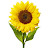 @sunflower67942