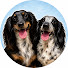2G8JksX9c0E-channel-avatar-Why Dachshunds