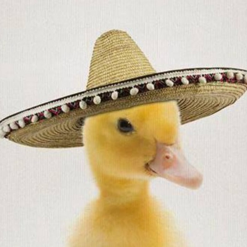 That Mexican Duck