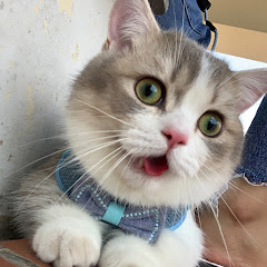 Mít Tv avatar