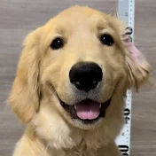コロッケの飼い主 ゴールデンレトリバー2歳