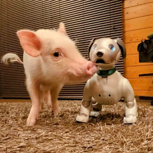 UCCJLEPgYt0_QtRmWh1i0iVw YouTube channel image