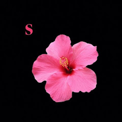 Repost_tiktokk 🌺