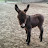 Jacks Mini-Donkey Training
