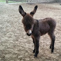 Jacks Mini-Donkey Training