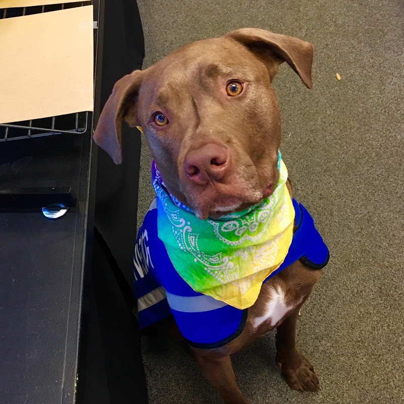 Service Dog Colt icon
