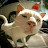Photo of @senorgato9658