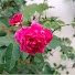 Jzv97XXJS2E-channel-avatar-True Gift